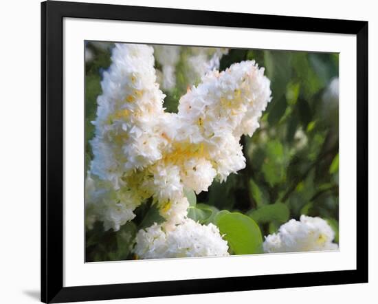Pure White Lilac, 2018-Helen White-Framed Giclee Print