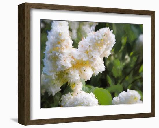 Pure White Lilac, 2018-Helen White-Framed Giclee Print