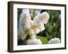 Pure White Lilac, 2018-Helen White-Framed Giclee Print