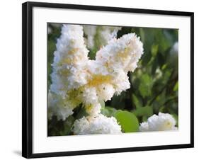 Pure White Lilac, 2018,-Helen White-Framed Giclee Print