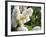 Pure White Lilac, 2018,-Helen White-Framed Giclee Print