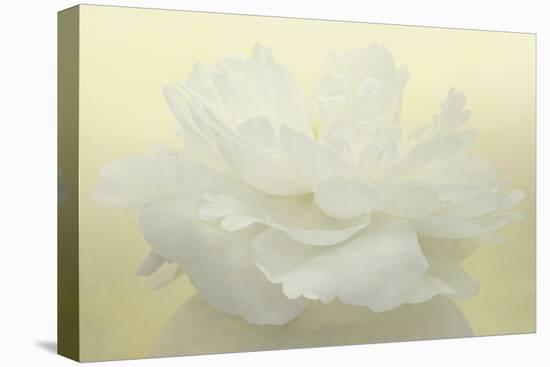 Pure White Peony-Cora Niele-Stretched Canvas