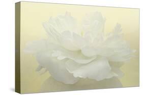 Pure White Peony-Cora Niele-Stretched Canvas