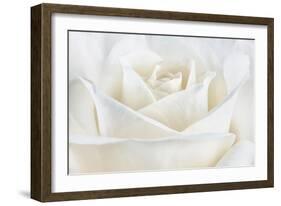 Pure White Rose-Cora Niele-Framed Photographic Print