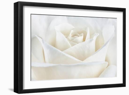 Pure White Rose-Cora Niele-Framed Photographic Print