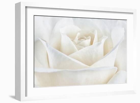 Pure White Rose-Cora Niele-Framed Photographic Print