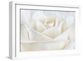 Pure White Rose-Cora Niele-Framed Photographic Print