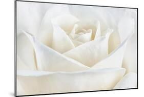 Pure White Rose-Cora Niele-Mounted Photographic Print