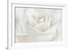 Pure White Rose-Cora Niele-Framed Photographic Print