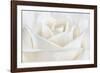 Pure White Rose-Cora Niele-Framed Photographic Print