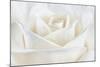 Pure White Rose-Cora Niele-Mounted Photographic Print