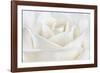 Pure White Rose-Cora Niele-Framed Photographic Print