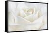 Pure White Rose-Cora Niele-Framed Stretched Canvas