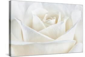 Pure White Rose-Cora Niele-Stretched Canvas