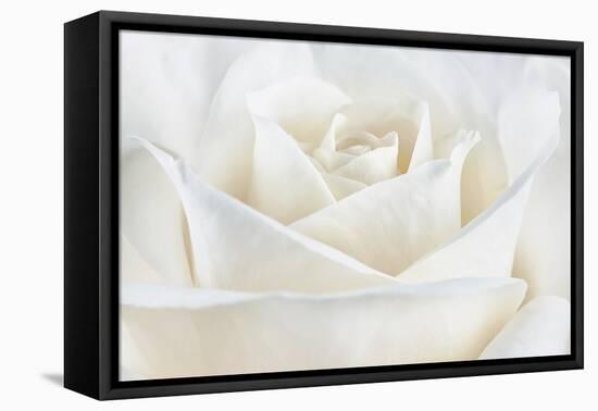 Pure White Rose-Cora Niele-Framed Stretched Canvas