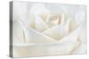 Pure White Rose-Cora Niele-Stretched Canvas