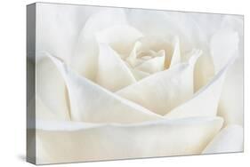 Pure White Rose-Cora Niele-Stretched Canvas