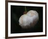 Pure White-Helen White-Framed Photographic Print