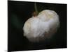 Pure White-Helen White-Mounted Photographic Print