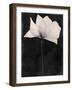 Pure-Sasha-Framed Giclee Print