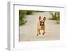 Purebred Dog Outdoors on a Summer Day.-Mikkel Bigandt-Framed Photographic Print