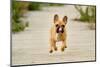 Purebred Dog Outdoors on a Summer Day.-Mikkel Bigandt-Mounted Photographic Print