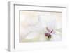 Purity-Jacky Parker-Framed Photographic Print