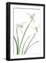 Purity-Jacky Parker-Framed Giclee Print