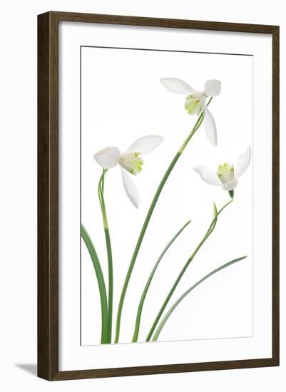 Purity-Jacky Parker-Framed Giclee Print