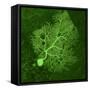 Purkinje Nerve Cell, Light Micrograph-Thomas Deerinck-Framed Stretched Canvas