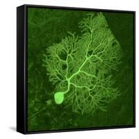 Purkinje Nerve Cell, Light Micrograph-Thomas Deerinck-Framed Stretched Canvas