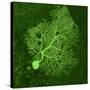Purkinje Nerve Cell, Light Micrograph-Thomas Deerinck-Stretched Canvas