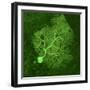 Purkinje Nerve Cell, Light Micrograph-Thomas Deerinck-Framed Premium Photographic Print