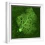 Purkinje Nerve Cell, Light Micrograph-Thomas Deerinck-Framed Premium Photographic Print