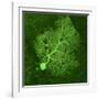 Purkinje Nerve Cell, Light Micrograph-Thomas Deerinck-Framed Photographic Print