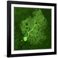 Purkinje Nerve Cell, Light Micrograph-Thomas Deerinck-Framed Photographic Print