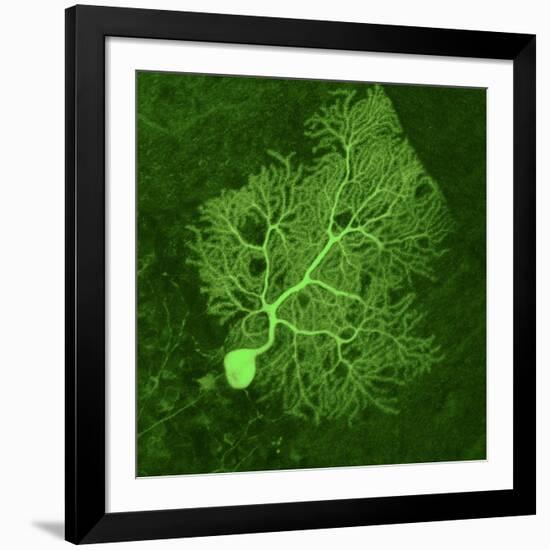 Purkinje Nerve Cell, Light Micrograph-Thomas Deerinck-Framed Photographic Print