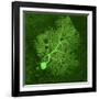 Purkinje Nerve Cell, Light Micrograph-Thomas Deerinck-Framed Photographic Print