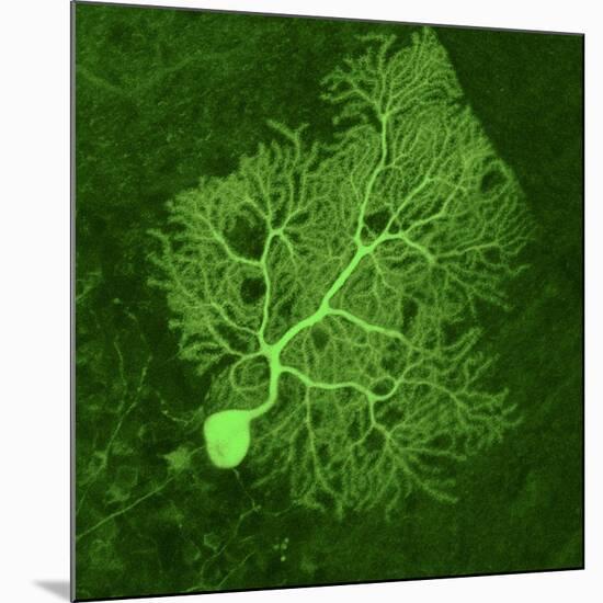 Purkinje Nerve Cell, Light Micrograph-Thomas Deerinck-Mounted Photographic Print