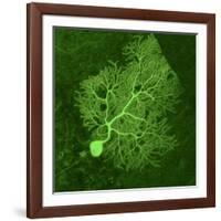 Purkinje Nerve Cell, Light Micrograph-Thomas Deerinck-Framed Photographic Print