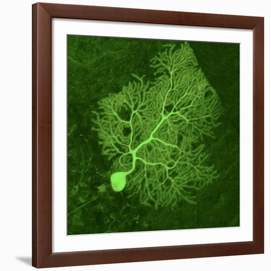 Purkinje Nerve Cell, Light Micrograph-Thomas Deerinck-Framed Photographic Print
