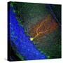 Purkinje Nerve Cell-David Becker-Stretched Canvas