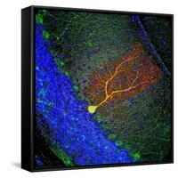 Purkinje Nerve Cell-David Becker-Framed Stretched Canvas