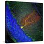 Purkinje Nerve Cell-David Becker-Stretched Canvas