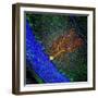 Purkinje Nerve Cell-David Becker-Framed Premium Photographic Print