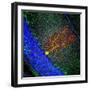 Purkinje Nerve Cell-David Becker-Framed Premium Photographic Print