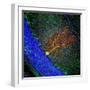 Purkinje Nerve Cell-David Becker-Framed Premium Photographic Print