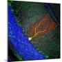 Purkinje Nerve Cell-David Becker-Mounted Premium Photographic Print