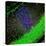 Purkinje Nerve Cell-David Becker-Stretched Canvas