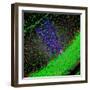 Purkinje Nerve Cell-David Becker-Framed Premium Photographic Print